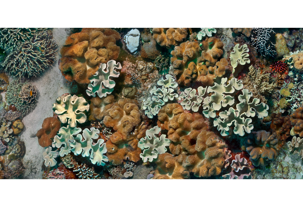 Apo Island Coral Portrait