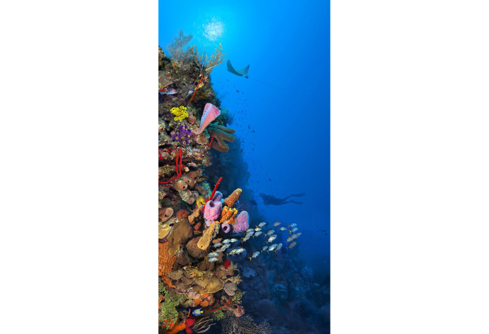 Camana Bay Reef
