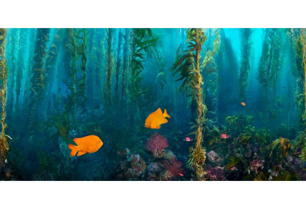 Kelp Forest Damsels