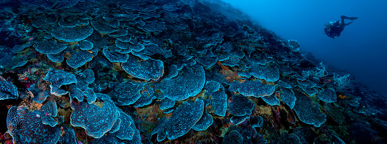 Midnight-Reef