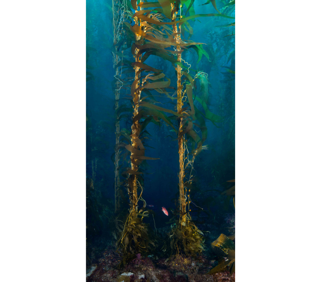 Tall Kelp